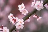 关于描写桃花的诗句（精选110句）