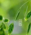 谷雨最美一首诗,雨生百谷，带你邂逅最美的谷雨诗词