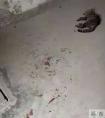 公寓管理员持杆打翻垃圾小猫,杭州虐猫事件后续：五只猫咪遭摔死勒死，警方介入，更多内幕曝光