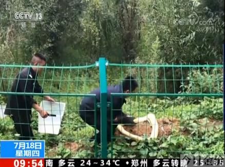 3米黄金蟒价格