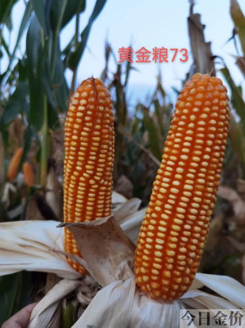 黄金粮73