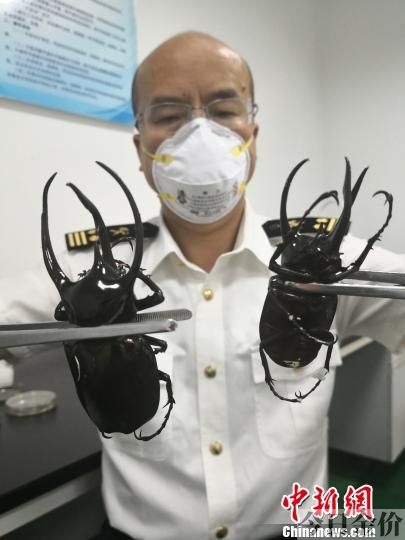 黄金鬼