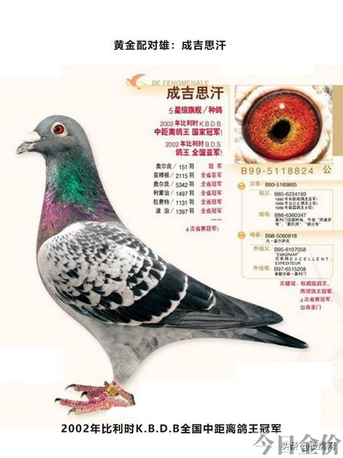 黄金种鸽图片