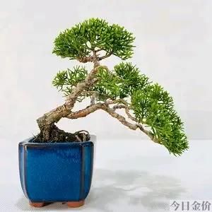 黄金真柏盆景图片