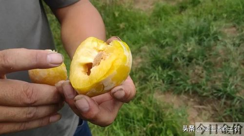 中秋黄金蜜桃