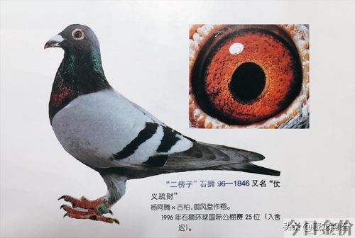 赛鸽黄金配对鸽眼图片