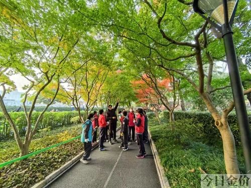 挪威槭黄金枫