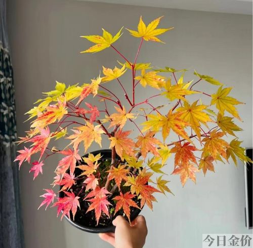 黄金枫图片