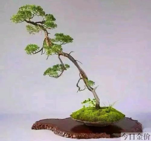 黄金真柏盆景图片