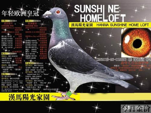 黄金种鸽图片