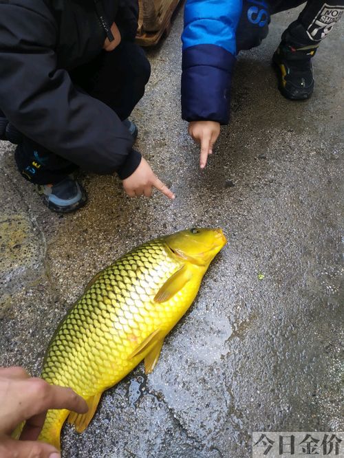 极品黄金色锦鲤图片