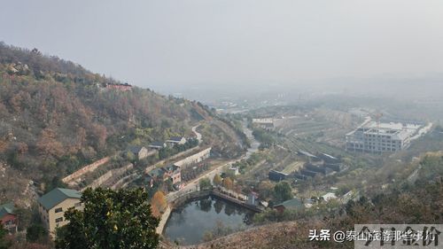 黄金杏