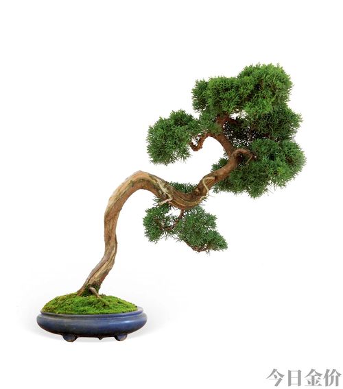 黄金真柏盆景图片