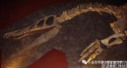 qq飞车黄金刺甲龙