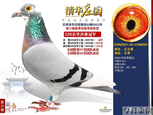 中华鸽业黄金陪对图片