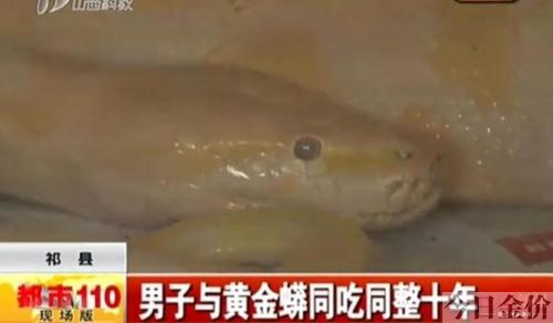 养黄金蟒犯法吗