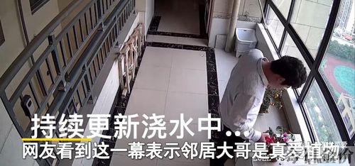 黄金朴盆栽