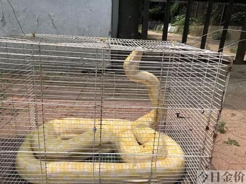 黄金蟒的图片