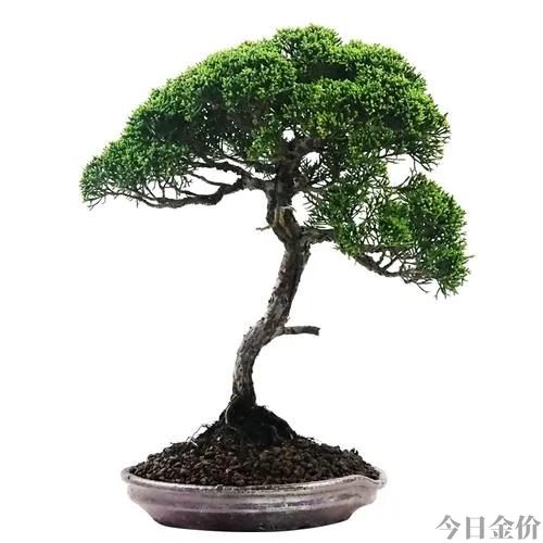 黄金真柏盆景图片