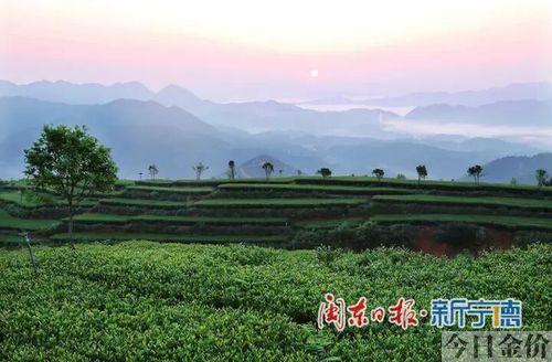 黄金叶名扬天下