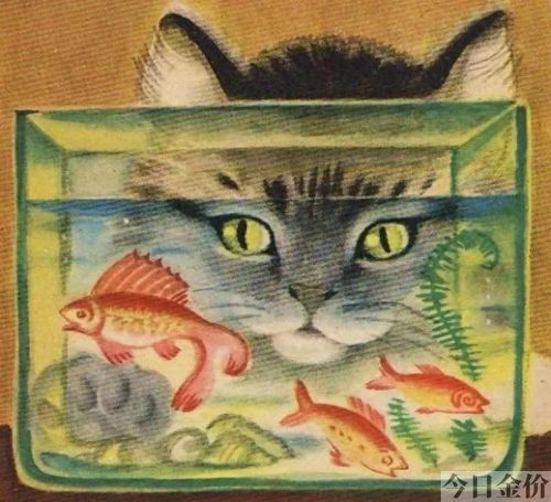 印度黄金猫鱼