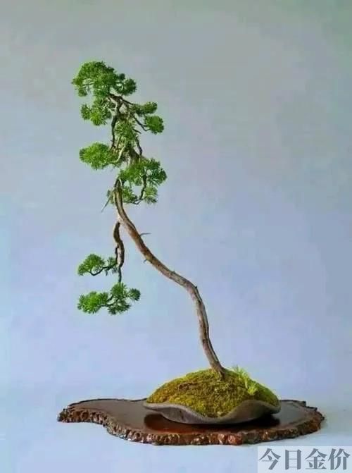 黄金真柏盆景图片