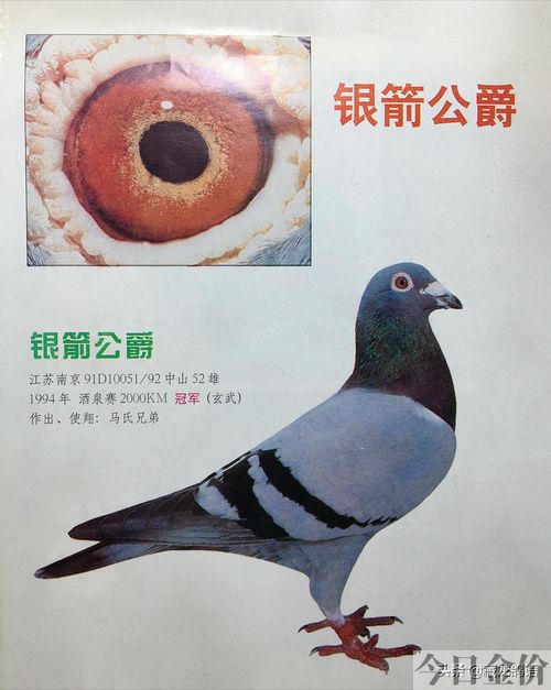 赛鸽黄金配对鸽眼图片