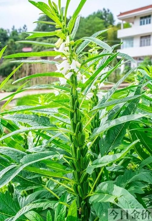 黄金叶功效