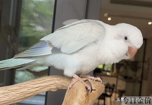 黄金丝牡丹鹦鹉
