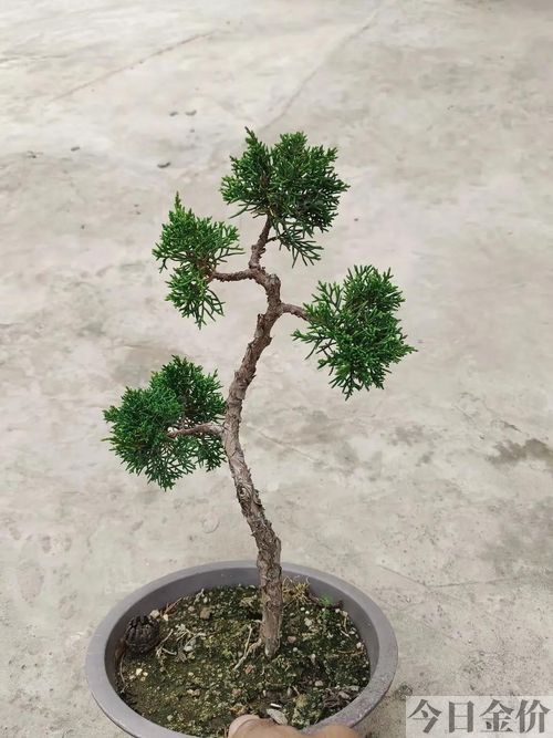 黄金真柏盆景图片