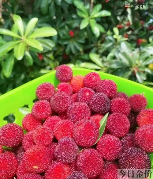 鲁彦黄金原文