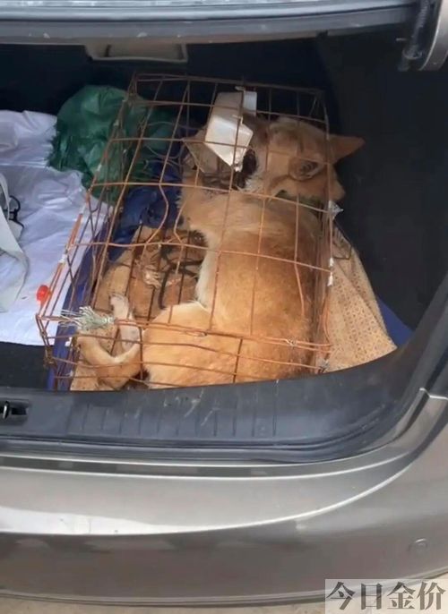 黄金猎犬价格