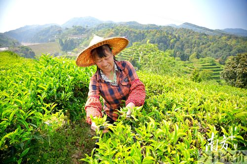 黄金叶茶叶图片