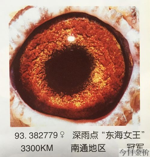 赛鸽黄金配对鸽眼图片