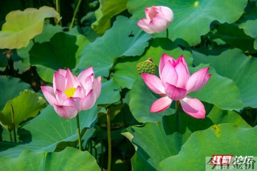 黄金魂 湘南乃风
