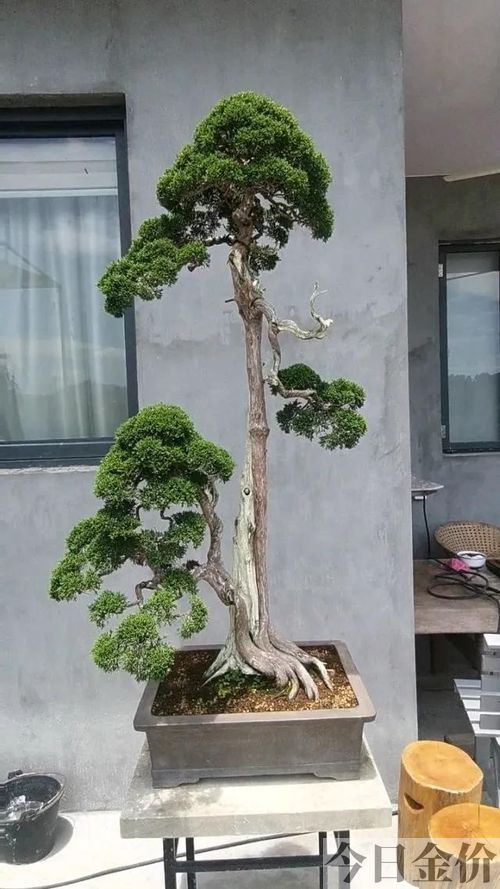 黄金真柏盆景图片