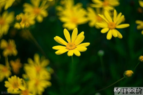 黄金菊花期多长时间
