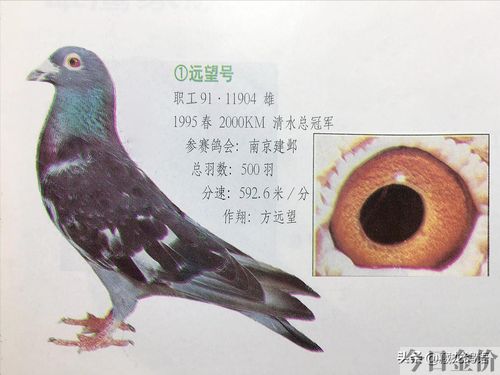 赛鸽黄金配对鸽眼图片