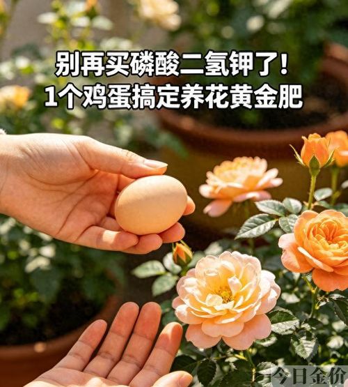黄金肥使用方法
