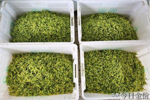 红火黄金叶多少钱一包
