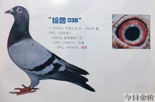 赛鸽黄金配对鸽眼图片