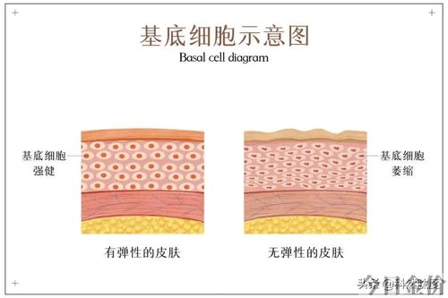 黄金肾肽胶囊