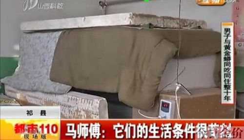 养黄金蟒犯法吗