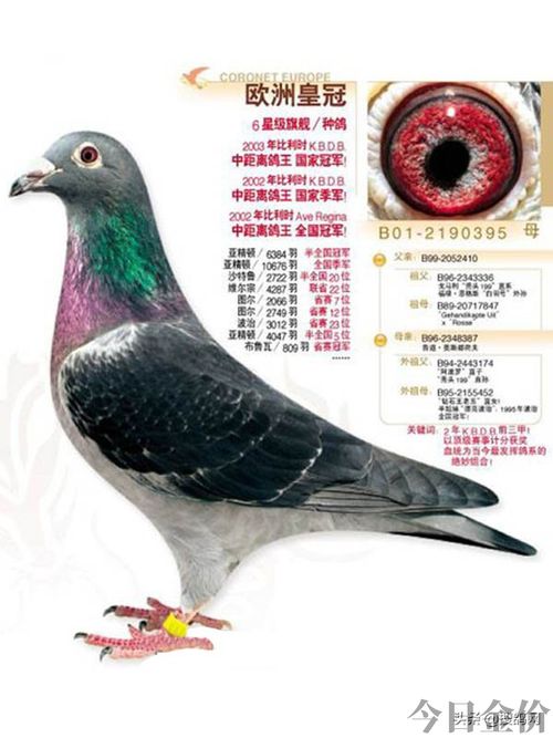 黄金种鸽图片
