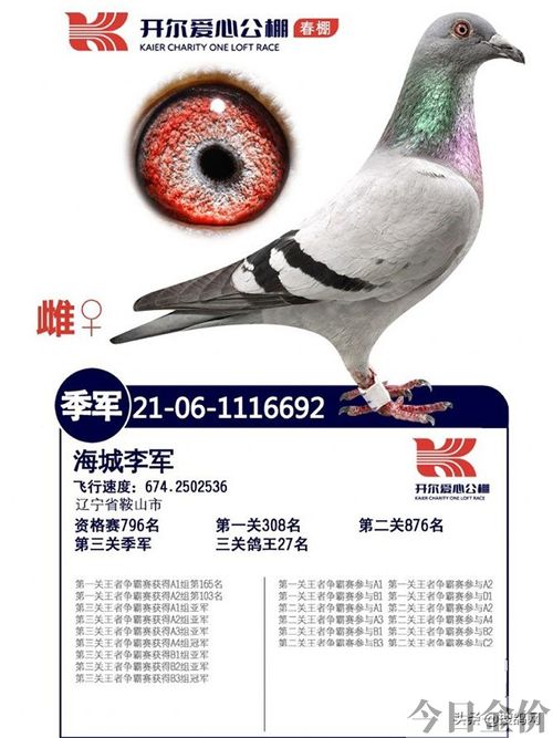 中华鸽业黄金陪对图片