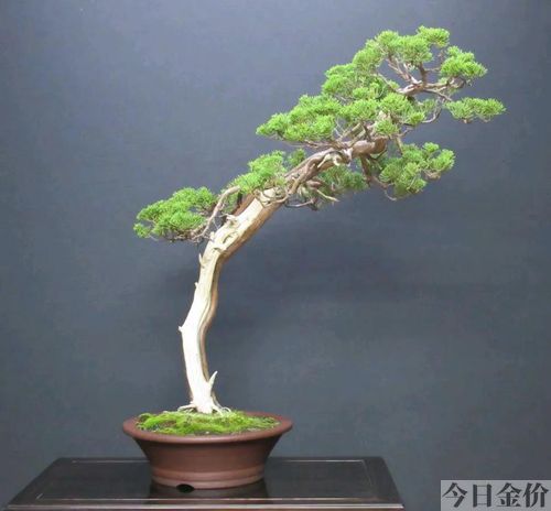 黄金真柏盆景图片