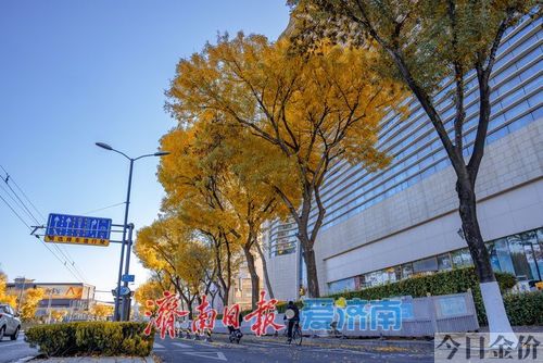 金黄金黄的树叶