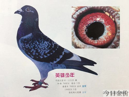 赛鸽黄金配对鸽眼图片