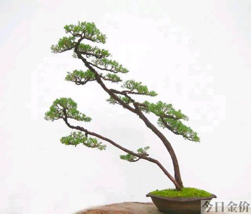 黄金真柏盆景图片