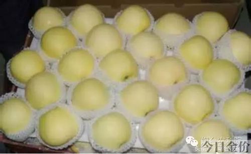 富士黄金